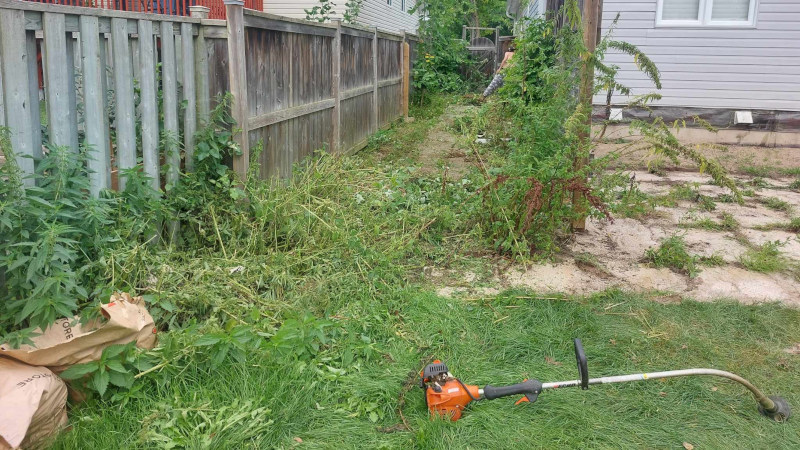 Professional Tips for Weed Control